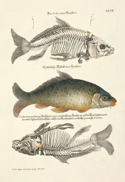  alkotó: Johann Daniel Meyer