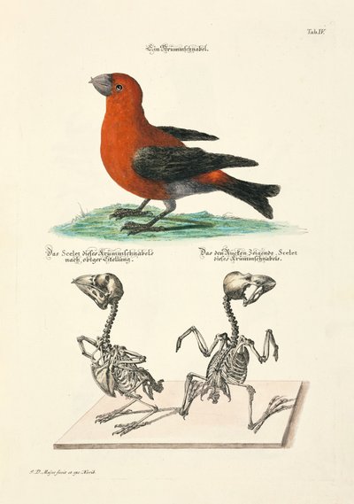  alkotó: Johann Daniel Meyer