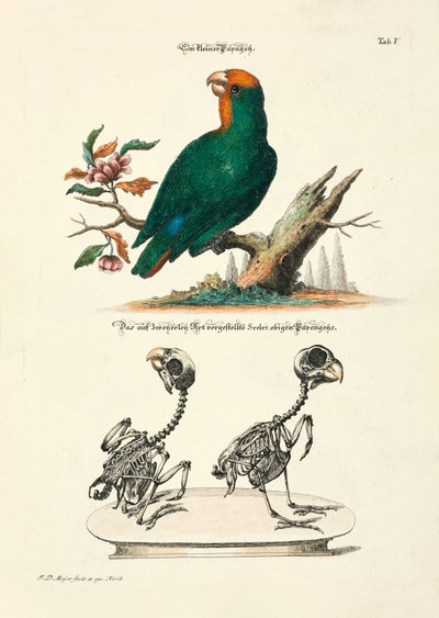  alkotó: Johann Daniel Meyer