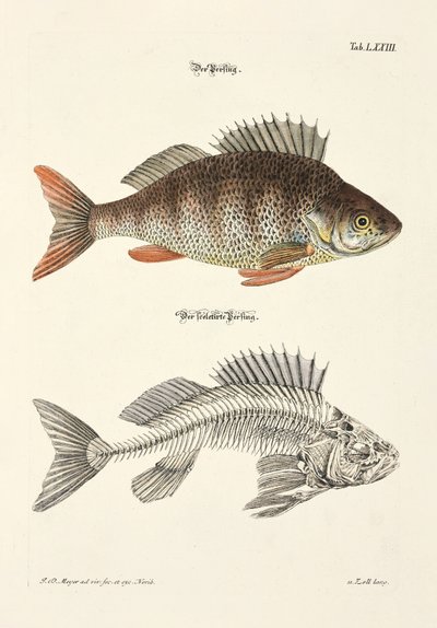  alkotó: Johann Daniel Meyer