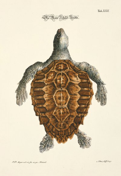  alkotó: Johann Daniel Meyer