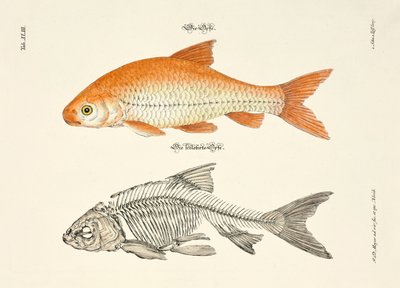  alkotó: Johann Daniel Meyer