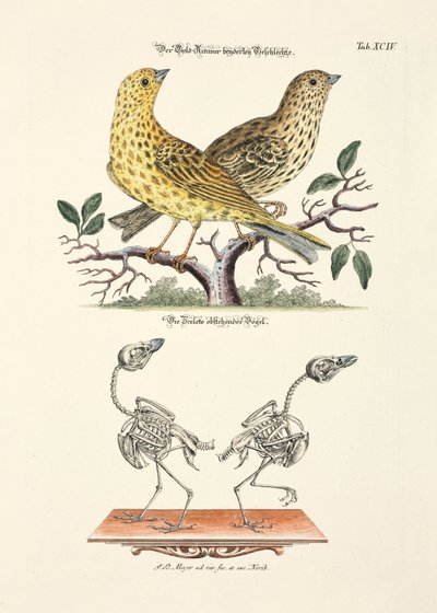  alkotó: Johann Daniel Meyer