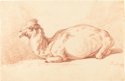 Egy dromedár alkotó: Johann Elias Ridinger