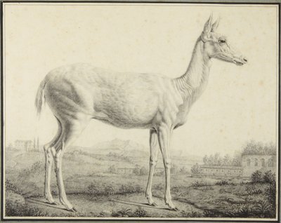 Szarvas alkotó: Johann Elias Ridinger