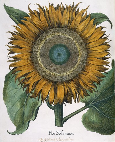 Flos Solis Major, 1613 alkotó: Johann Ernst Rentsch