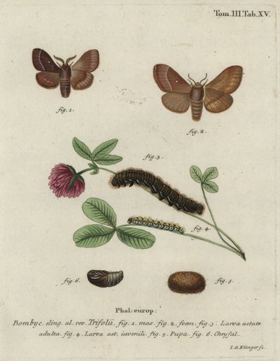 Pázsittojás, Lasiocampa trifolii. alkotó: Johann Georg Klinger