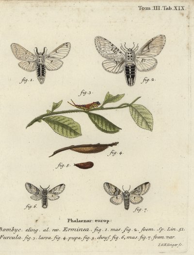 Kisebb gennymoly, Cerura erminea. alkotó: Johann Georg Klinger