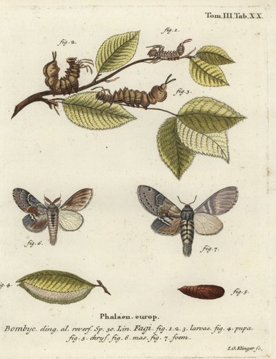 Homármoly, Stauropus fagi. alkotó: Johann Georg Klinger
