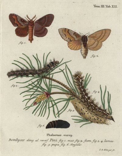 Fenyőfa lappet, Dendrolimus pini. alkotó: Johann Georg Klinger