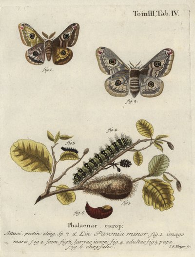 Ismeretlen kép alkotó: Johann Georg Klinger