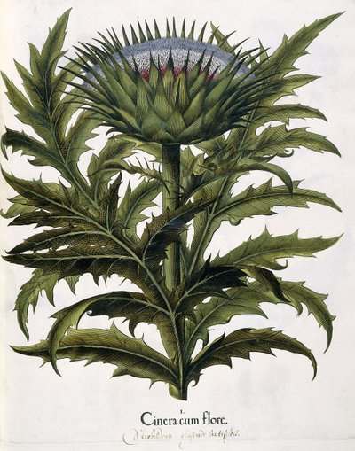 Cinera Cum Flore, 1613 alkotó: Johann Georg Ziesenis