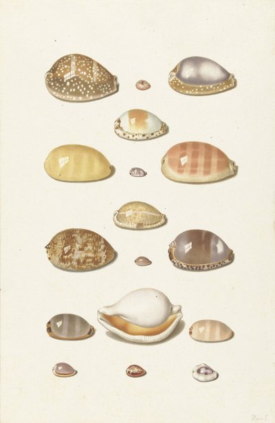 Cowry Shells alkotó: Johann Gustav Hoch