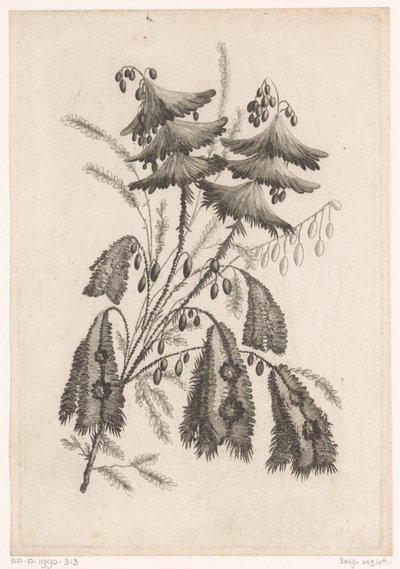 Parasolachtige bloemen Új ízű virágok gyűjteménye; A Manufacture des Etoffes de Perse számára (sorozat címe) alkotó: Johann Heinrich  Hess