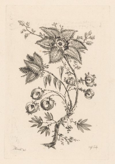 csillag alakú virágok Fleures Baroques (sorozat címe) alkotó: Johann Heinrich  Hess