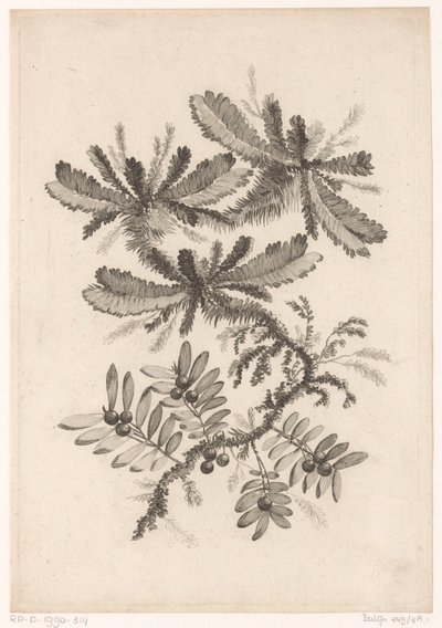 Takken találkozott Bessennel Új ízű virágok gyűjteménye; A Manufacture des Etoffes de Perse számára (sorozat címe) alkotó: Johann Heinrich  Hess