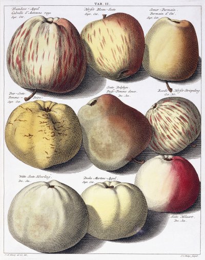 Különféle almák, 1758 alkotó: Johann Hermann Knoop