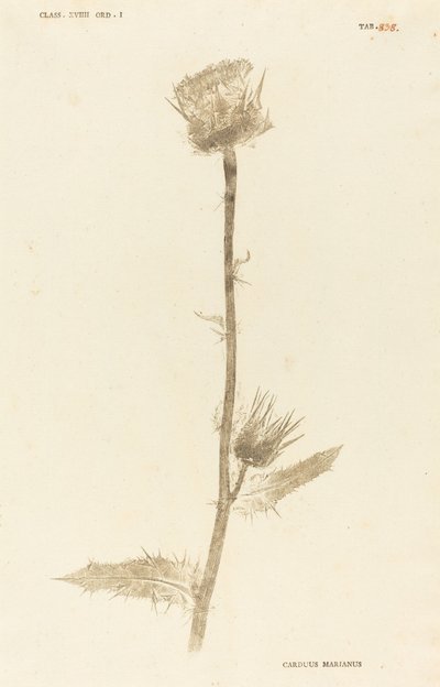 Marianus Cardus alkotó: Johann Hieronymus Kniphof