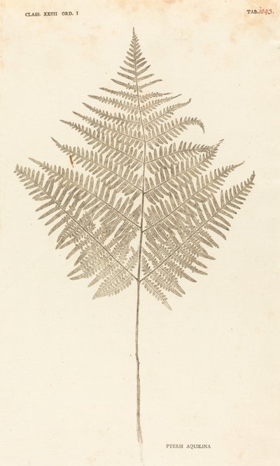 Pteris Aquilina alkotó: Johann Hieronymus Kniphof