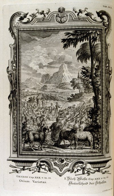 Bibliai juhfajták alkotó: Johann Jakob Scheuchzer