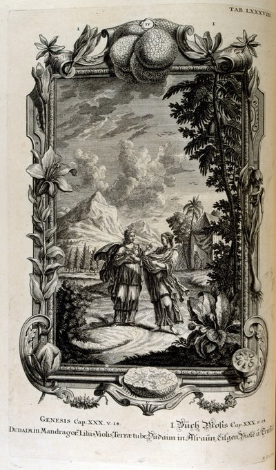 Mandragora növény. Gyakran mandragóra néven ismerik alkotó: Johann Jakob Scheuchzer