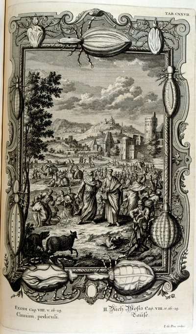 Tetvek és szúnyogok járványa alkotó: Johann Jakob Scheuchzer