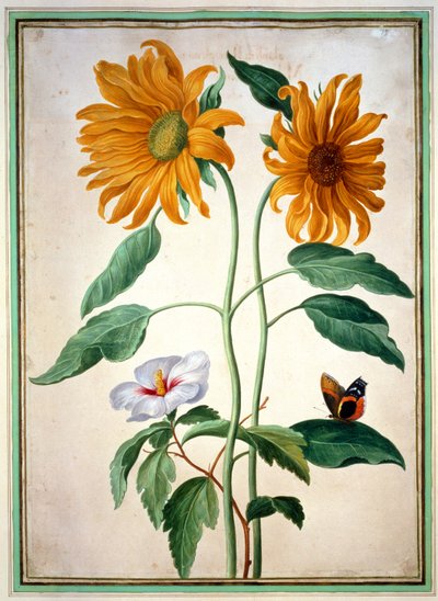 Napraforgó, 18-as tányér a Nassau Florilegiumból (wc papíron) alkotó: Johann Jakob Walther