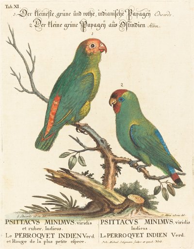 Papagáj (Le Perroquet Indien. Psittacus Minimus) alkotó: Johann Michael Seligmann after George Edwards