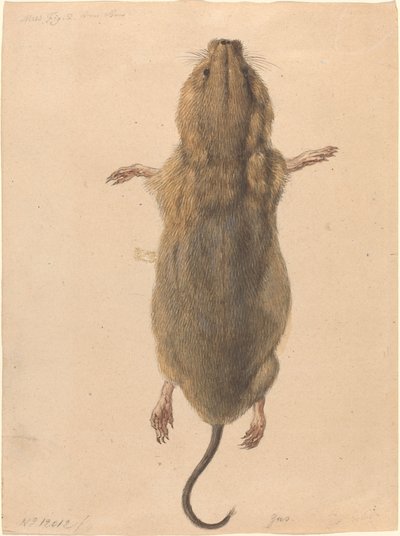 Egy mezei egér, felülről alkotó: Johann Rudolph Schellenberg