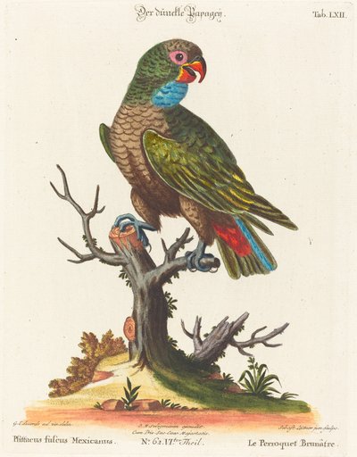 Papagáj (Le Parrot Brunatre. Pfittacus Fulcus Mexicanus) alkotó: Johann Sebastian Leitner after George Edwards