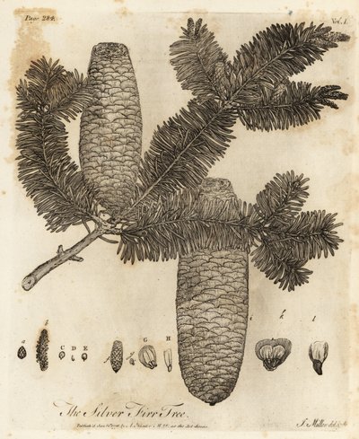 európai ezüstfenyő, Abies alba. alkotó: Johann Sebastien Muller