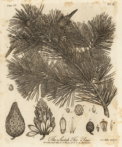 Erdei fenyő, Pinus sylvestris. alkotó: Johann Sebastien Muller