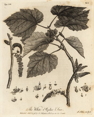 Fehér nyárfa, Populus alba. alkotó: Johann Sebastien Muller