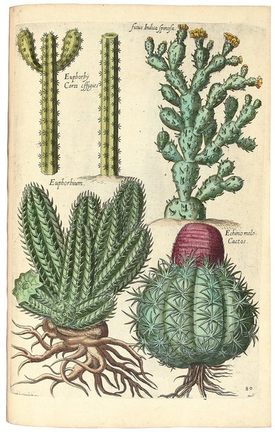 Kaktusz, 1641 alkotó: Johann Theodor de Bry