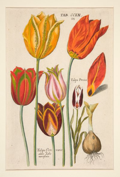 Egy új Florilegium, ez a Virágok és Növények Különféle és Legnagyobb sugarai (Viráglemez); (Tulipán); 81 tányéros készletből alkotó: Johann Theodor de Bry