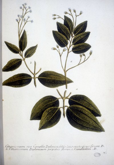 Cinnamomum Zeylanicum (Ceylon Cinnamomum) - A Herbárium metszete J.W. Weinmann 1737-ben. alkotó: Johann Wilhelm Weinman