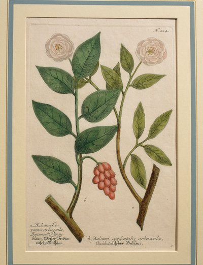 Nyugati balzsamcserje, színes metszet alkotó: Johann Wilhelm Weinmann