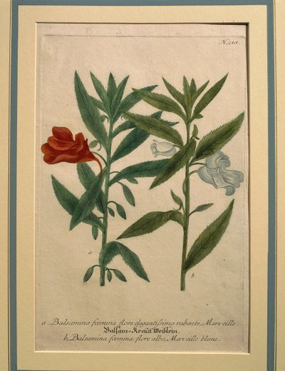 Impatiens, színes metszet alkotó: Johann Wilhelm Weinmann