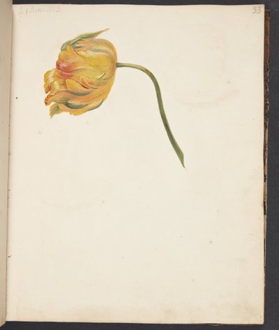A sárga tulipán tanulmányozása alkotó: Johanna Fosie