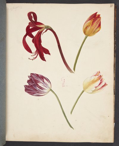 Tulipánok tanulmányozása alkotó: Johanna Fosie