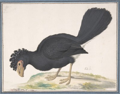 Egy fekete curassow, n.d. alkotó: Johannes Bronckhorst