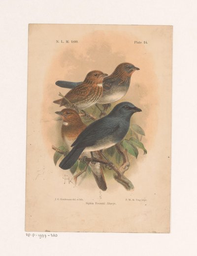 Négy madár egy ágon Siphia Everetti Sharpe (cím a tárgyon) alkotó: Johannes Gerardus Keulemans