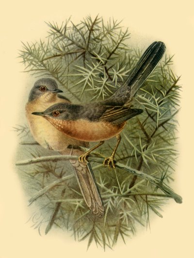 „Dartford Warblers”, 1887, 1942. alkotó: Johannes Keulemans