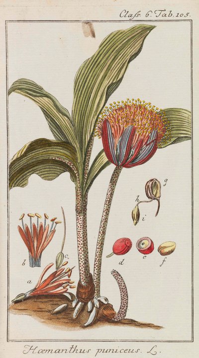 Szép és ritka növények válogatása, 1795-1798. alkotó: Johannes Zorn
