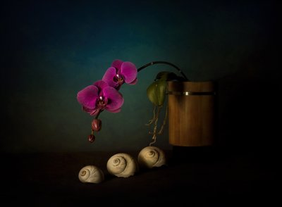 Lila orchideák csendélet alkotó: John-Mei Zhong