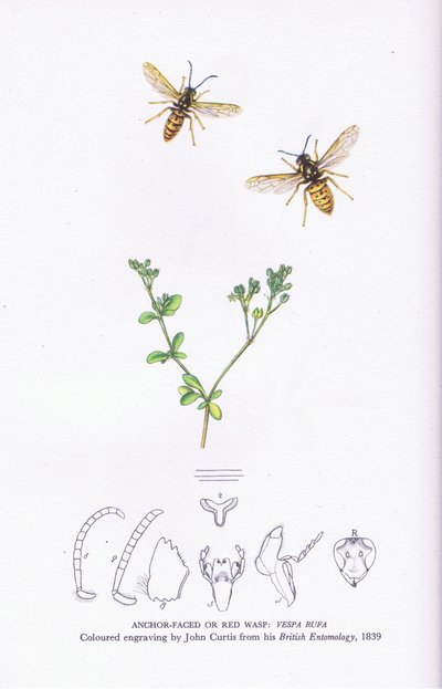 Anchor Faced vagy Red Wasp, Nature in Britain, Collins alkotó: John (after) Curtis