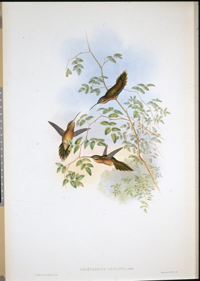 Adolf remete (Phaethornis Adolphi) (kézzel színezett litó) alkotó: John (after) Gould