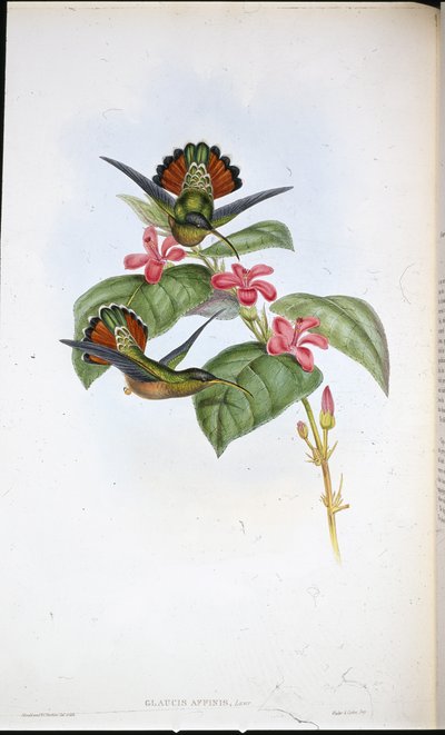 Szövetséges remete (Glaucis affinis) (kézzel színezett litho) alkotó: John (after) Gould