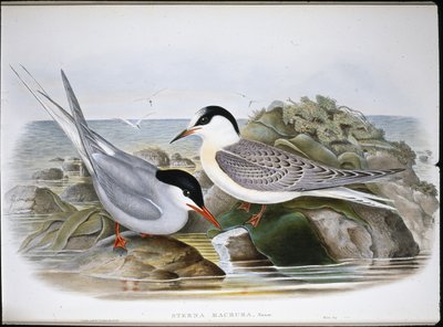 Sarkvidéki csér (Sterna Macrura) (kézzel színezett litho) alkotó: John (after) Gould