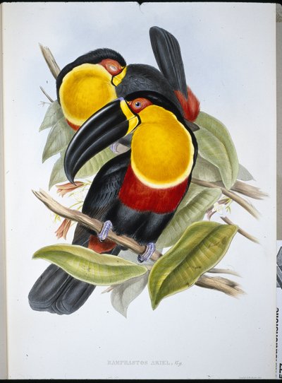 Ariel Toucan (Ramphastos Ariel) (kézzel színezett litó) alkotó: John (after) Gould
